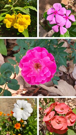 20250305_143621-COLLAGE