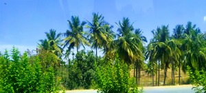 mangalore1