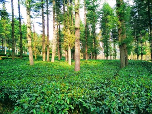 tea1